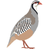 rock partridge