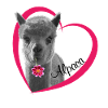 I love alpaca. I love Alpaca