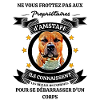 Chien American Staffordshire Terrier