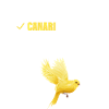 Mon canari, ma passion