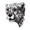 cheetah face