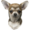 Chihuahua FUN