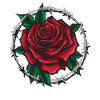 Rose In Barbed Wire