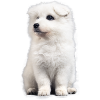Samoyed dog fun