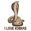 I love cobras snakes