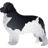 Newfoundland Dog