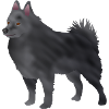 Schipperke