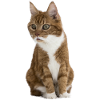 Chat drôle
