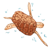 Sea turtle