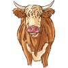 cow