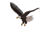 Falkner Pickling Gift Falconry