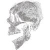 Skull with dragon