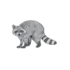 raccoon