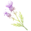Skotland Thistle Blomst Tattoo Design Gave Idé