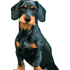 Dachshund Dackel Kurzhaardackel Illustration
