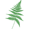 Green Fern Outline