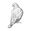 Pigeon breeder pigeon breeder