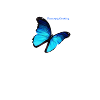 Butterfly Take off