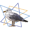 gull