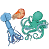 Cephalopode, Octopus, Octopus