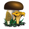 Collecting mushrooms: porcini mushroom, whistle, morsel