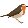 robin