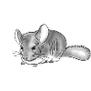 Chinchilla Mama