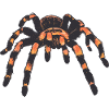 Realistische tekening van een tarantula