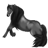 Friesian Horse