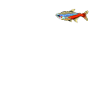 Neonsalmler Poisson poisson