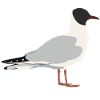 black-headed gull