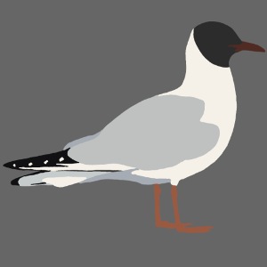 Lachmöwe