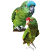Amazon parrots