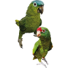 Amazon parrots