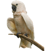 white galah cockato