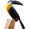 long beak Birds