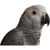 Gray Parrot