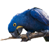 Hyacinth Macaw Parrot face view