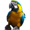 Golden Macaw