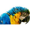 Blue Macaw beautiful eye