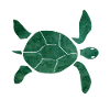 Turtles turtle