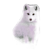 polarfuchs, fuchs,grün,aquarell ,malerei