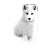 polarfuchs, fuchs,weiss,aquarell ,malerei