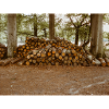 Bois dans la forêt