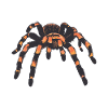 Tarantula spider spiders