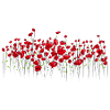 Klatschmohn Mohn Blumen