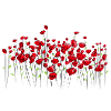 Coquelicots fleurs de pavot fleurs