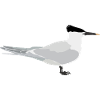 Sandwich tern