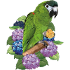 Noble Macaw