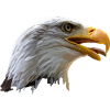 bald eagle